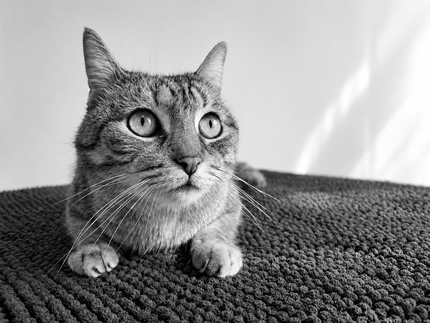 Gato atigrado tumbado sobre una alfombra texturizada, mirando atentamente