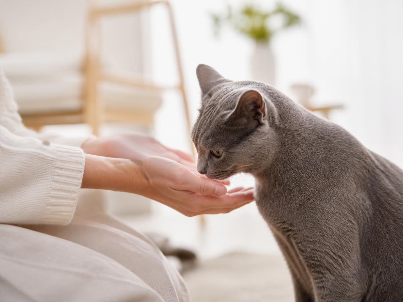Manos acariciando a un gato en casa, con luz natural
